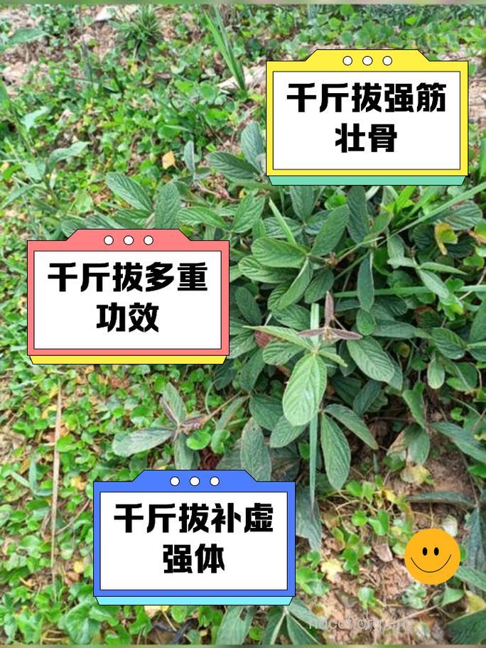 大苞叶千斤拔叶的功效与作用