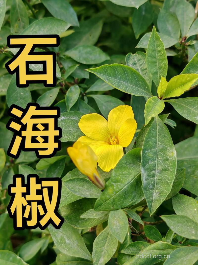 过山青的功效与作用
