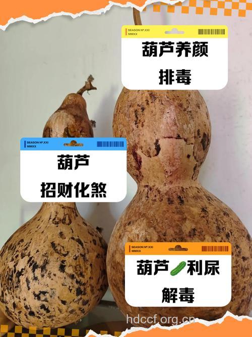 大葫芦的功效与作用