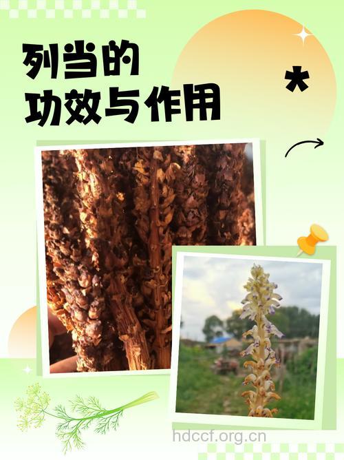 豆列当的功效与作用