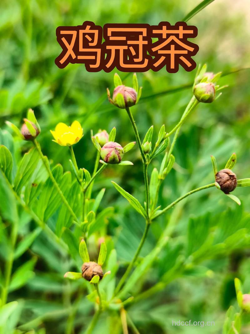 多裂委陵菜的功效与作用