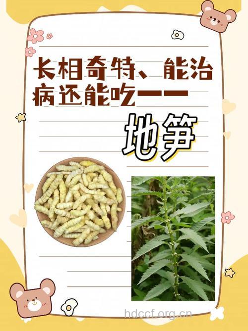 地笋的功效与作用