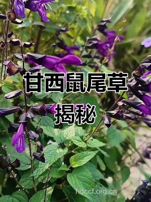 甘西鼠尾的功效与作用