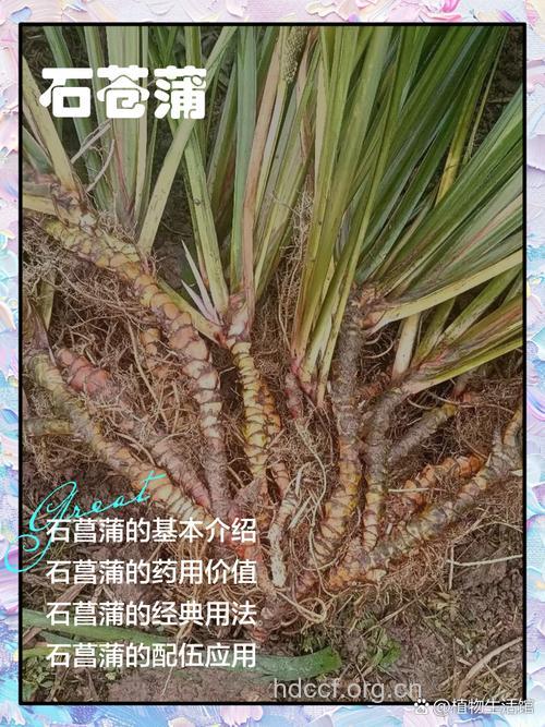 菖蒲叶的功效与作用