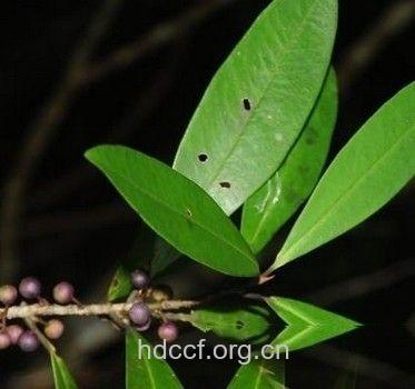 鹅骨梢的功效与作用