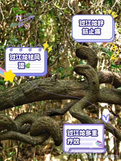 过江龙的功效与作用