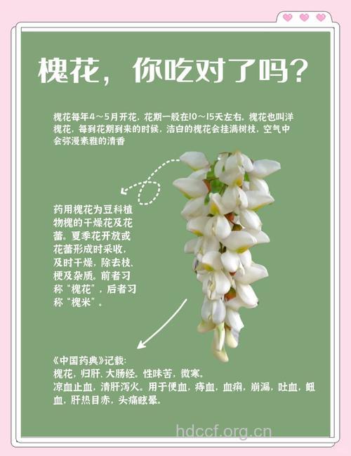 刺槐花的功效与作用
