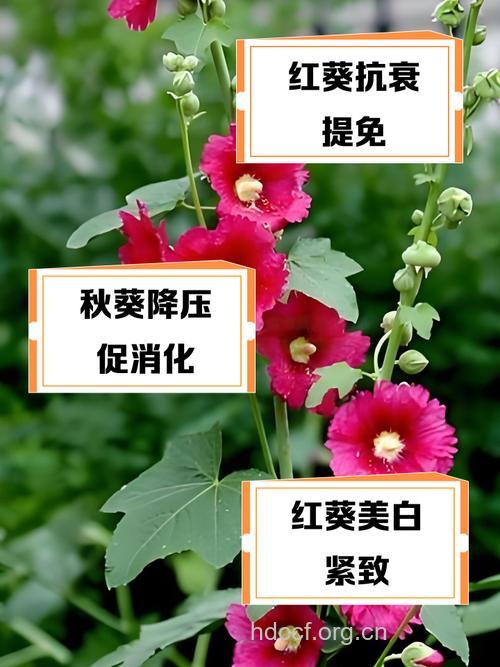 红葵的功效与作用