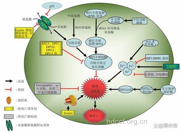 糖尿病与“铁”的关系