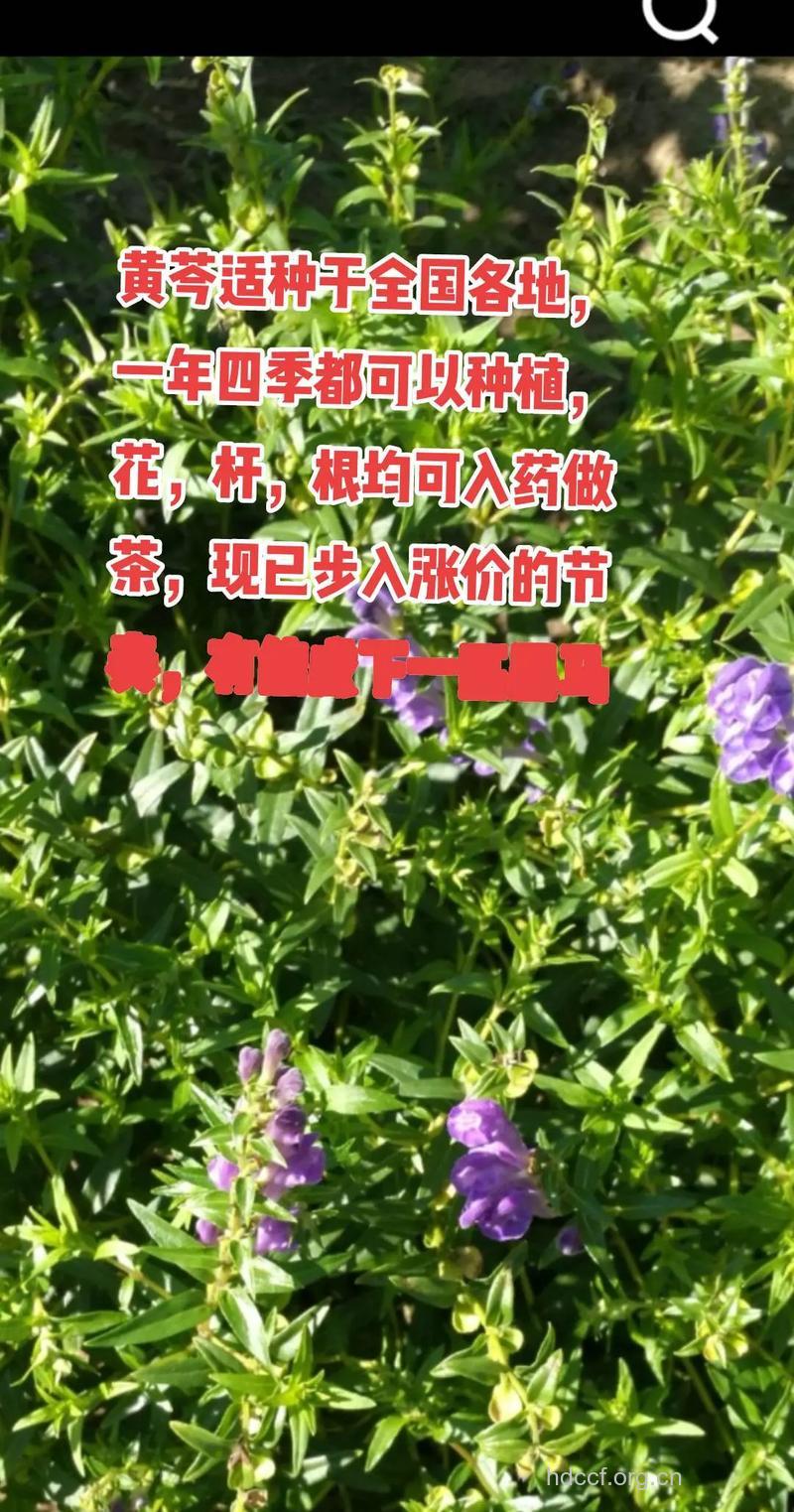 草地黄芩的功效与作用