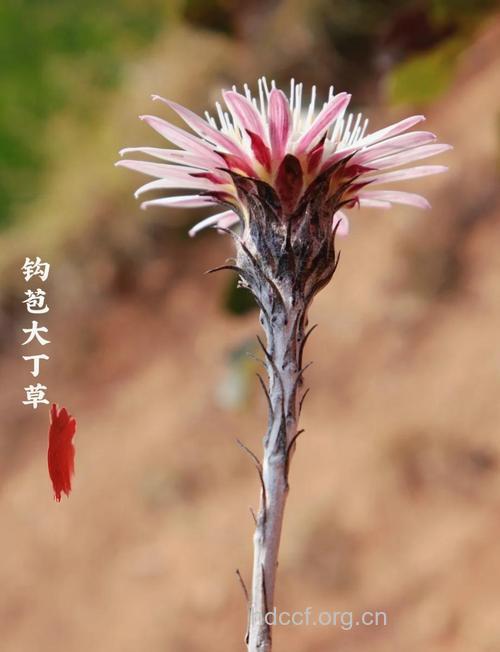 钩苞大丁草的功效与作用