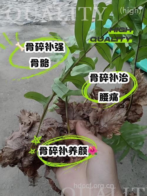 鹅腿骨的功效与作用