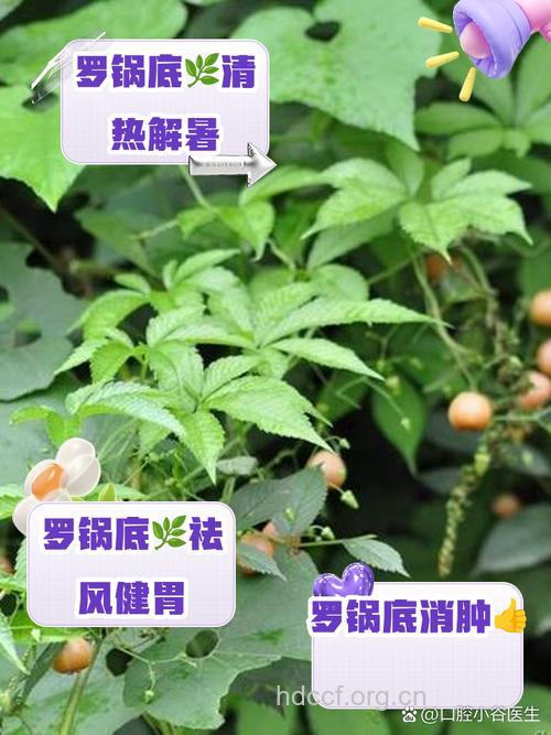 粗茎罗锅底的功效与作用