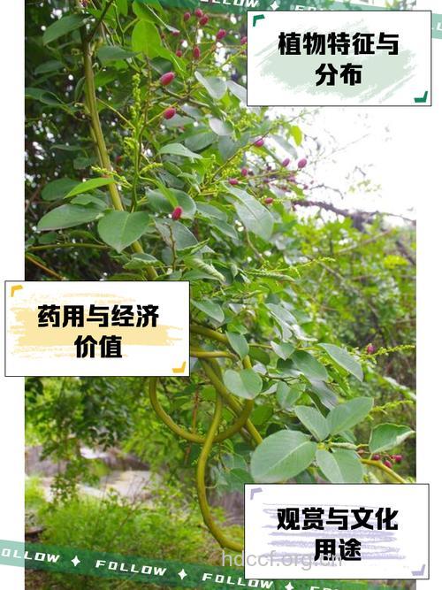 勾儿茶的功效与作用