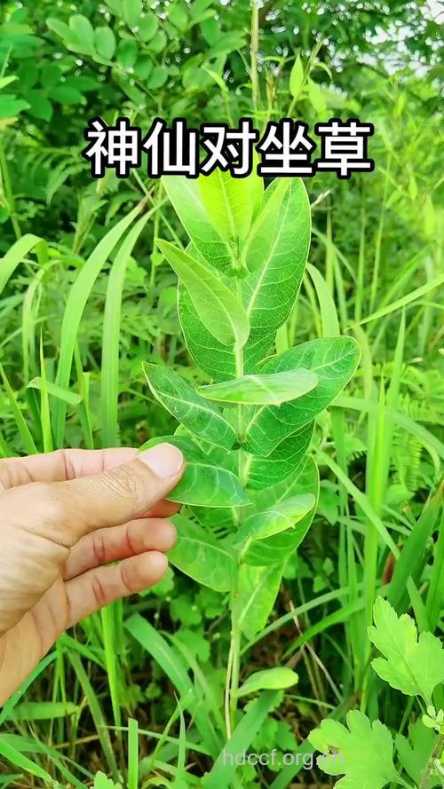 合掌草的功效与作用