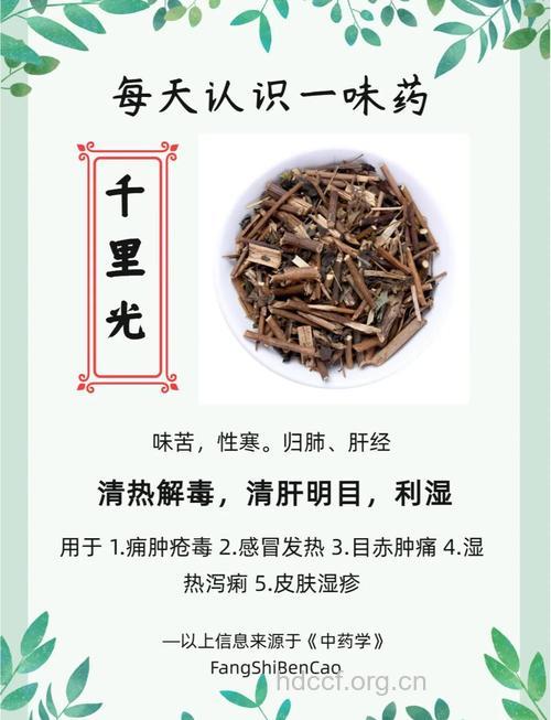 滇南千里光的功效与作用