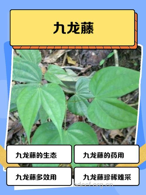 九龙藤的功效与作用
