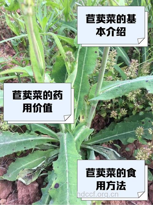 大叶苣荬菜的功效与作用