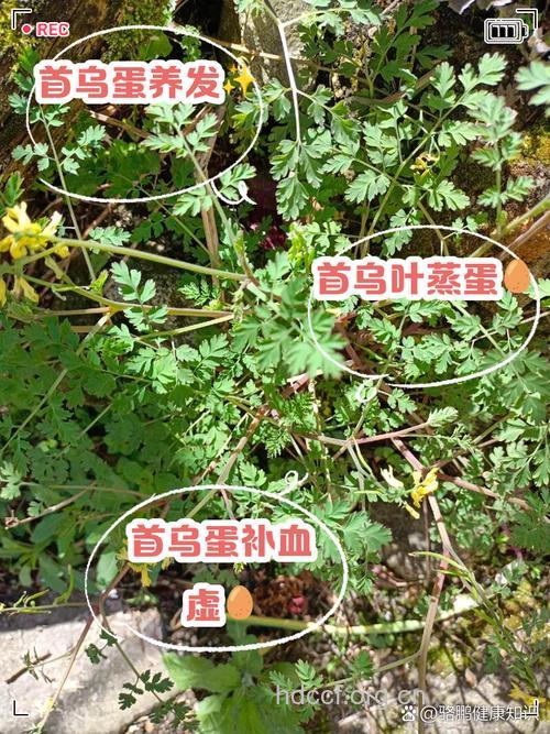 何首乌叶的功效与作用