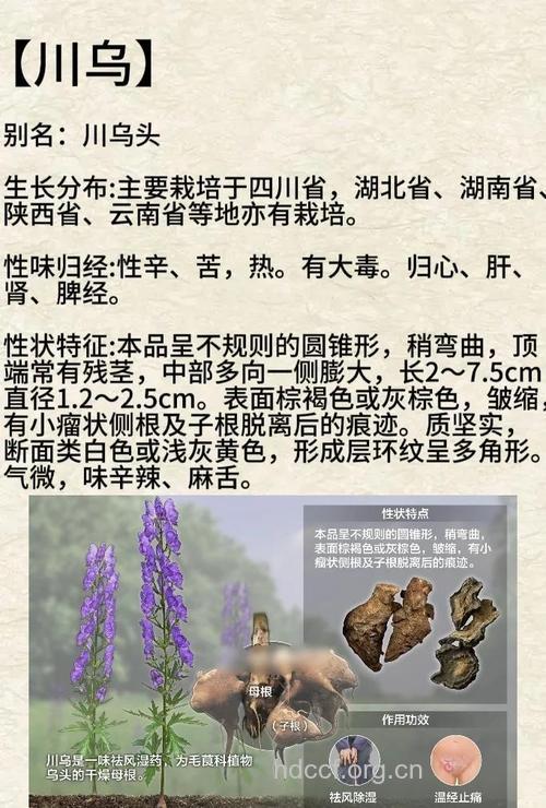红川乌的功效与作用