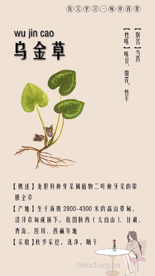 大乌金草的功效与作用
