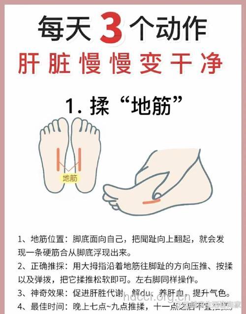 地筋的功效与作用