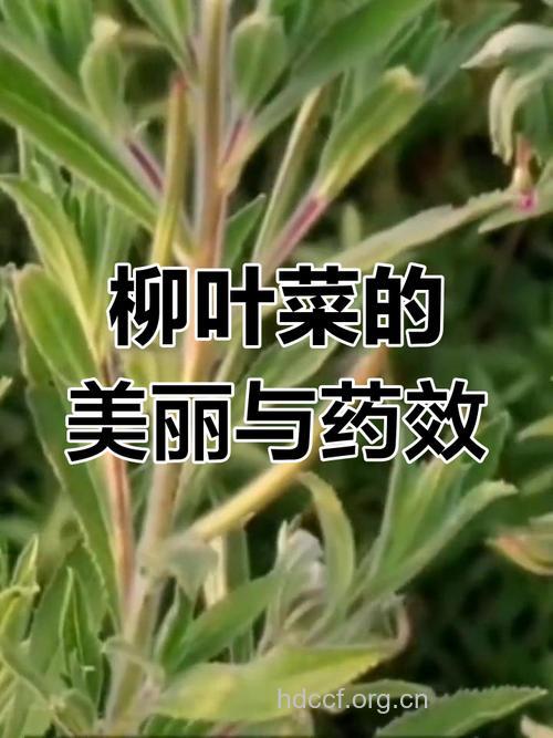 大花柳叶菜的功效与作用
