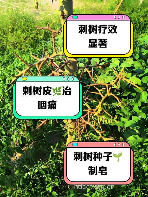 刺海松的功效与作用