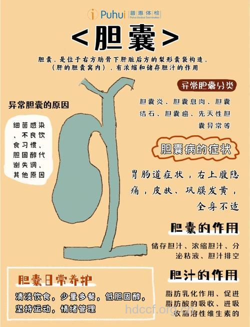 胆汁的功效与作用