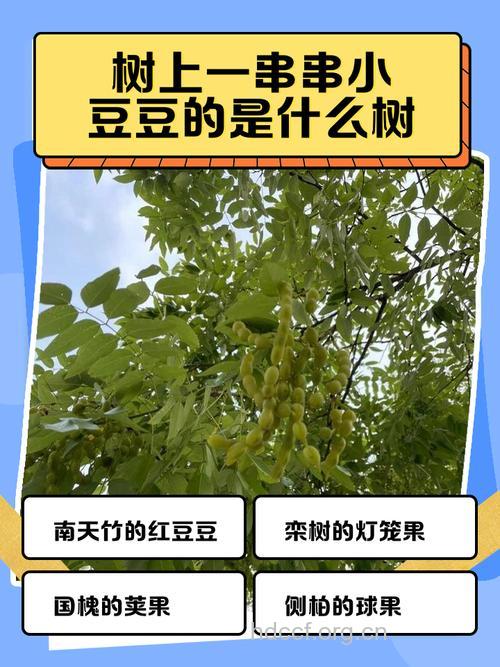 豆渣树的功效与作用