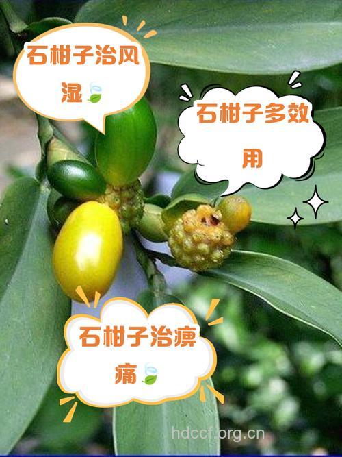 长梗石柑的功效与作用