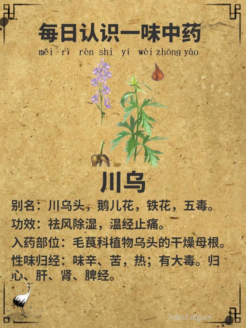 川乌头的功效与作用