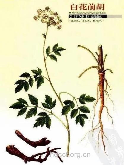 长前胡的功效与作用