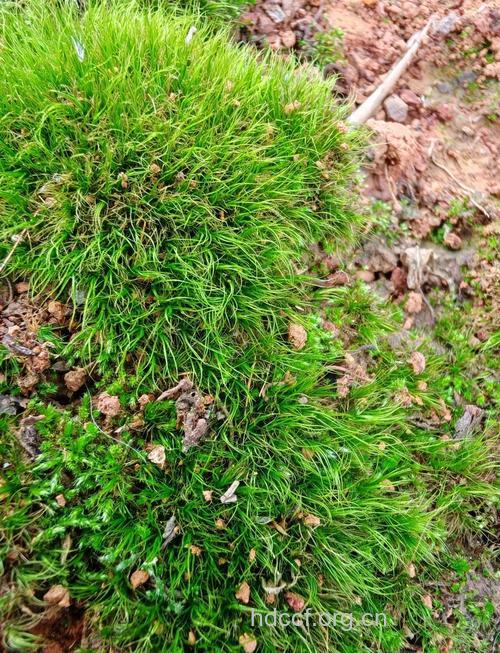 多蒴曲尾藓的功效与作用