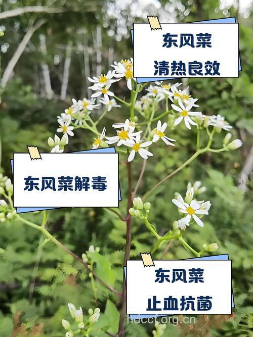 东风菜的功效与作用