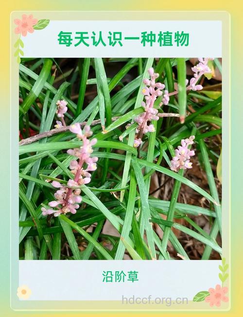 大叶沿阶草的功效与作用