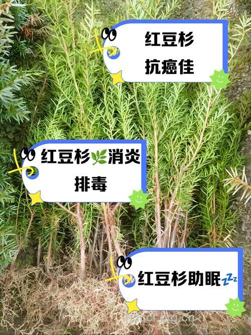 红杉的功效与作用