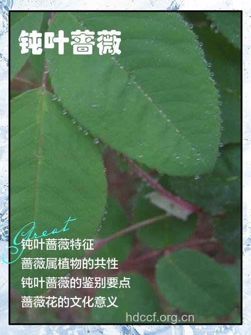 钝叶蔷薇的功效与作用
