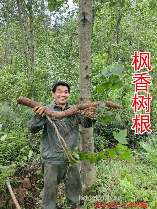 枫香树根的功效与作用