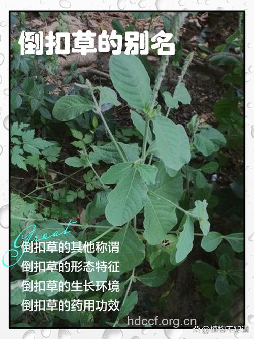 倒爪草的功效与作用