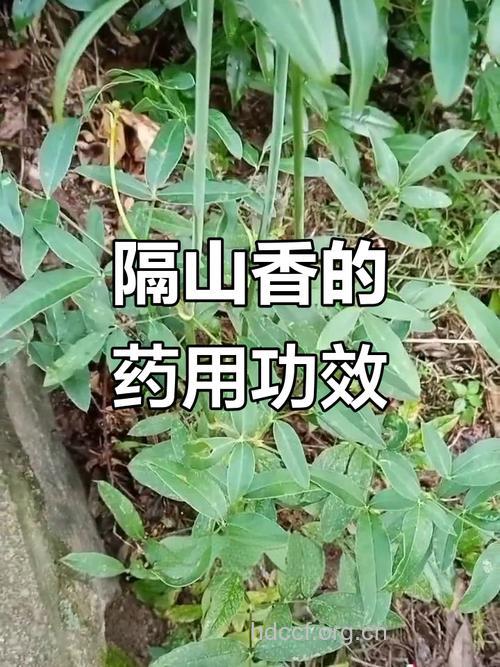 隔山香的功效与作用