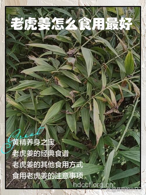 虎图辣的功效与作用