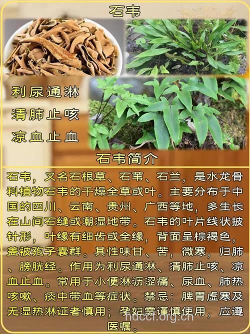 大石韦的功效与作用