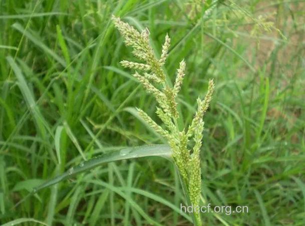 光头稗子的功效与作用