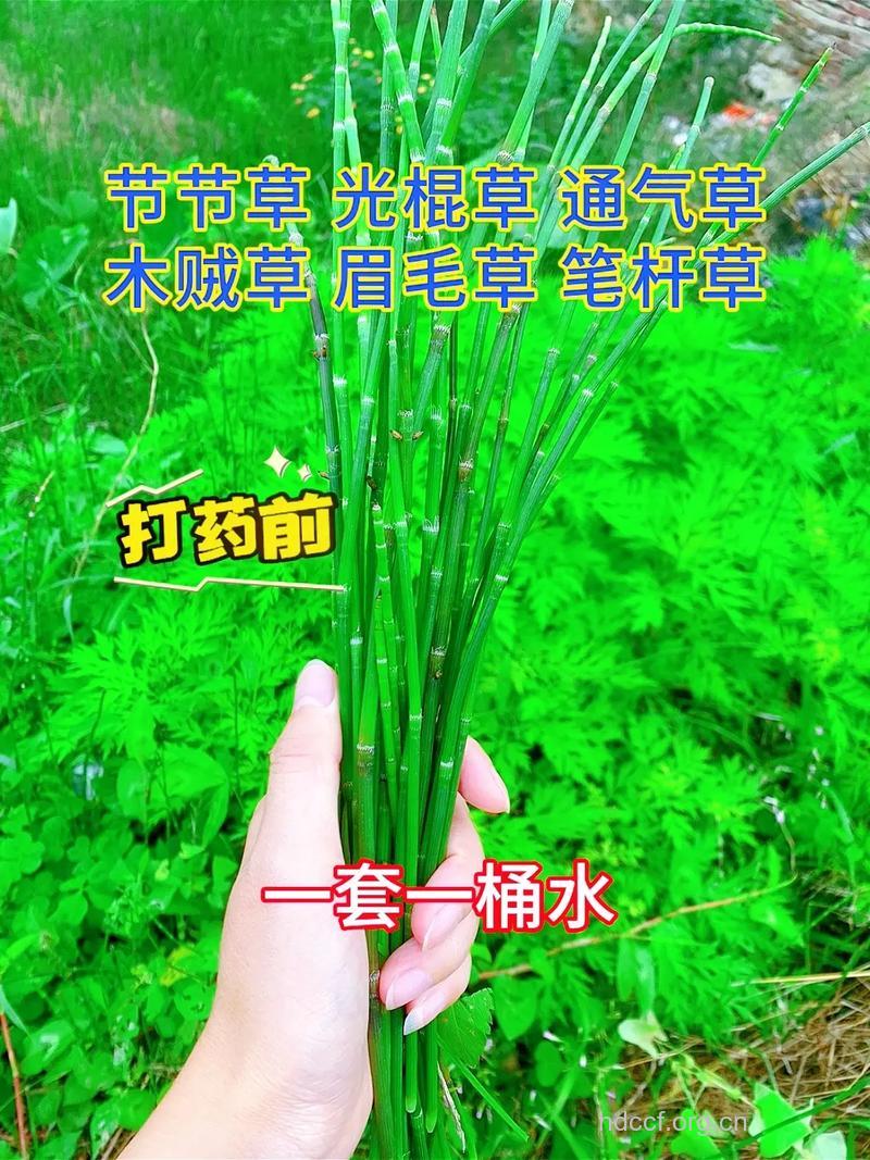 光棍草的功效与作用