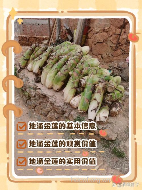 地涌金莲的功效与作用