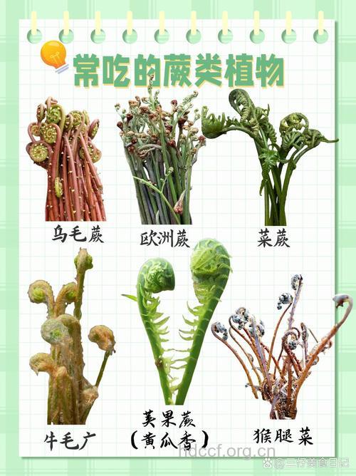 过山蕨的功效与作用