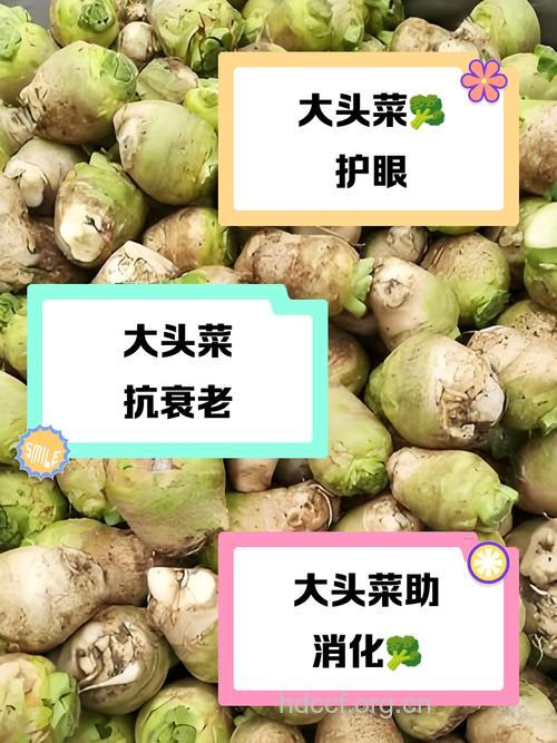 大头菜子的功效与作用