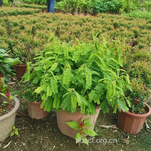 红母鸡草的功效与作用
