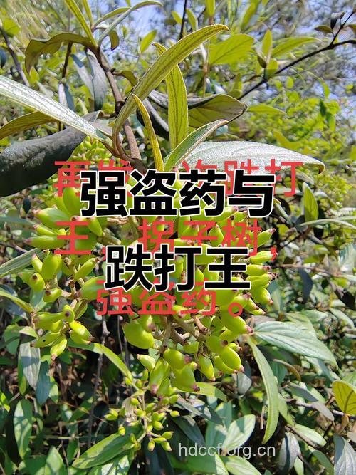 大树跌打的功效与作用